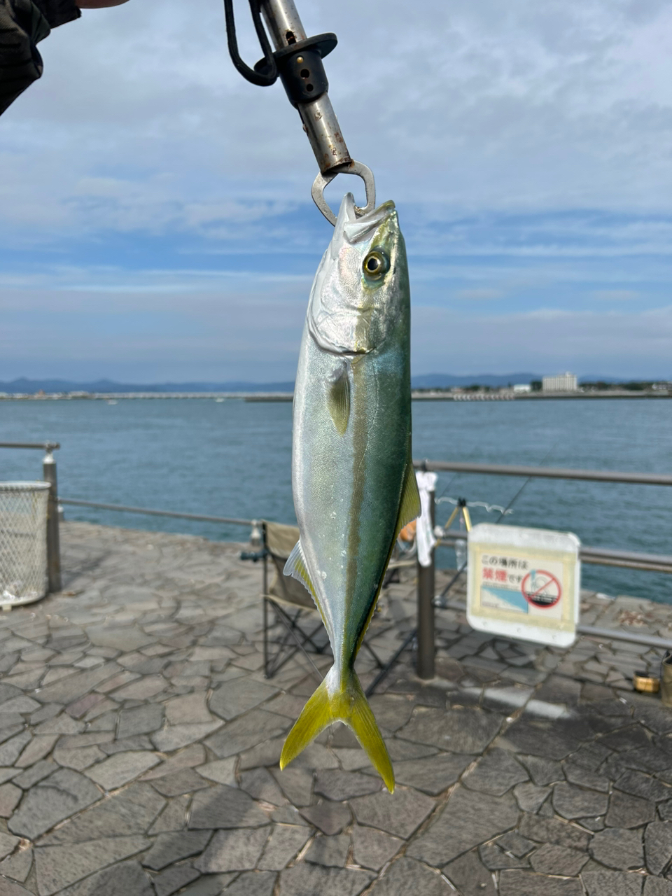 カゴカキダイ