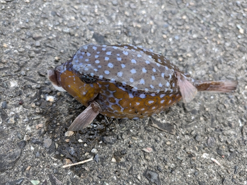 ハコフグの釣果