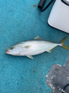 ツバスの釣果