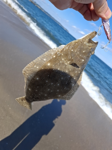 ソゲの釣果