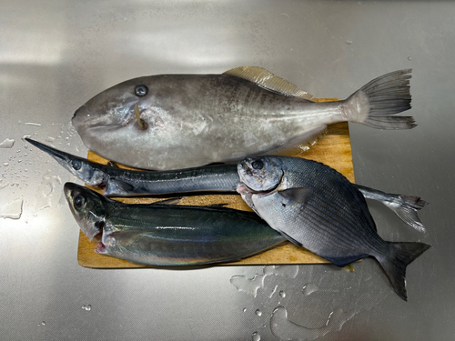 ムロアジの釣果