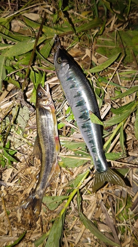 アユの釣果