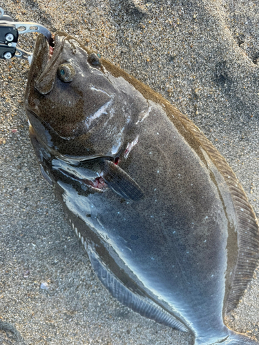 ヒラメの釣果