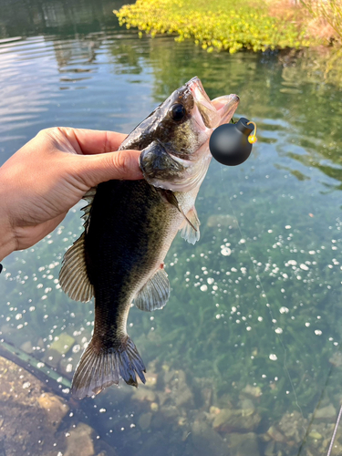 ブラックバスの釣果