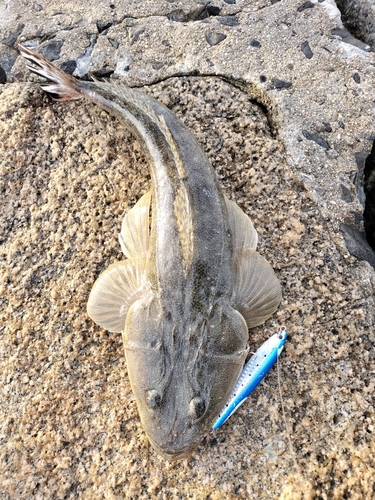 マゴチの釣果