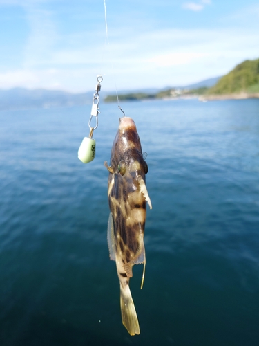 カワハギの釣果