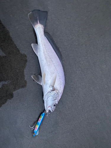 ニベの釣果