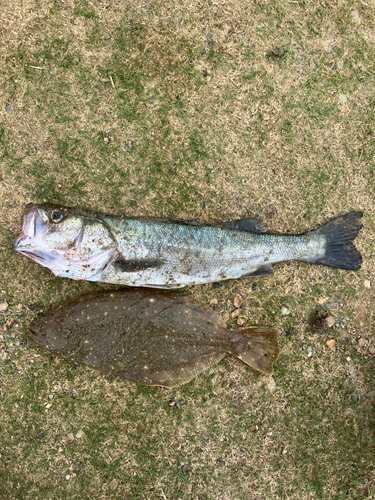 ヒラメの釣果