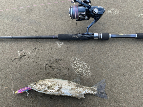 セイゴ（マルスズキ）の釣果