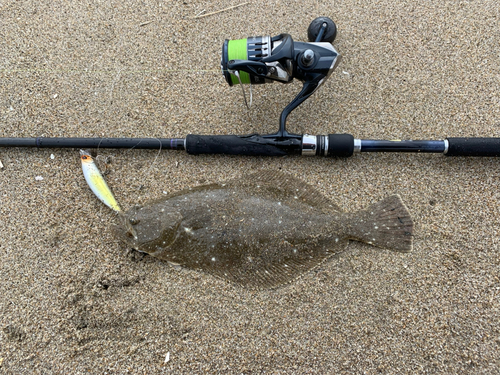 ヒラメの釣果