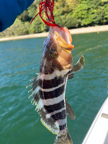 アオハタの釣果