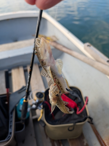 マハゼの釣果