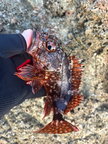 ガシラの釣果