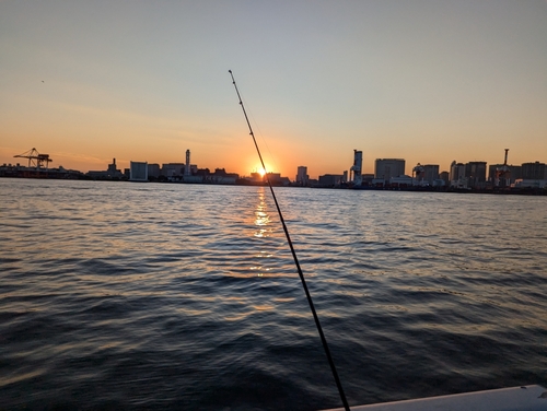 シロギスの釣果