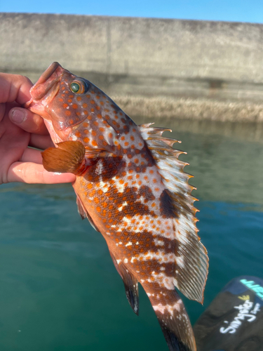 キジハタの釣果