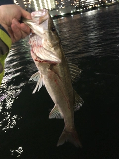 シーバスの釣果