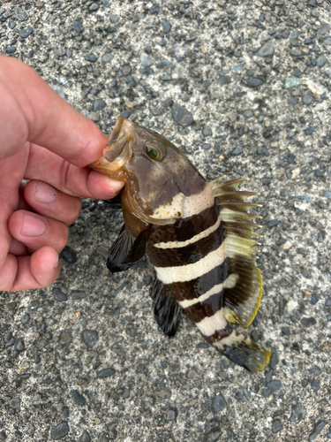 アオハタの釣果