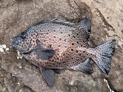 イシガキダイの釣果