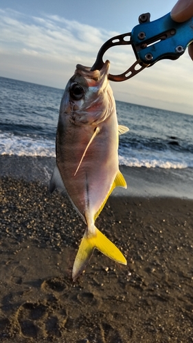 メッキの釣果