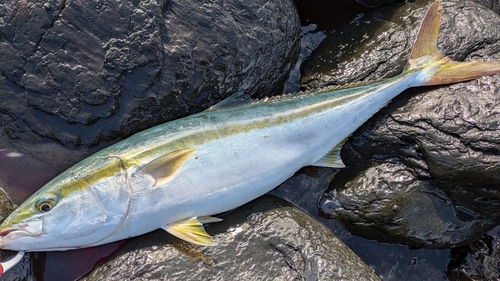 ヤズの釣果