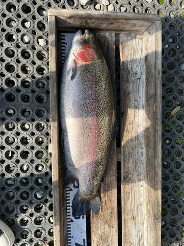 トラウトの釣果