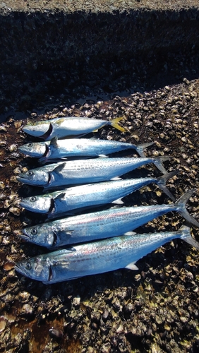 サゴシの釣果