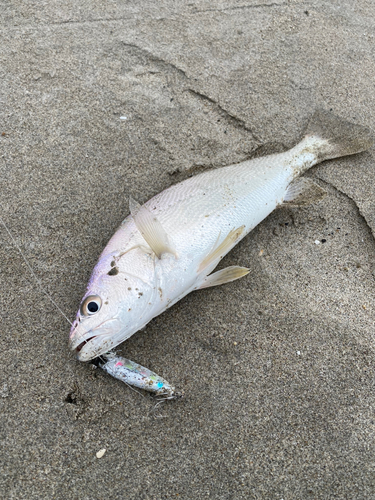 ニベの釣果