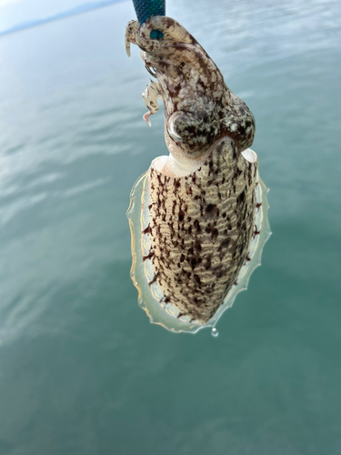 水俣港