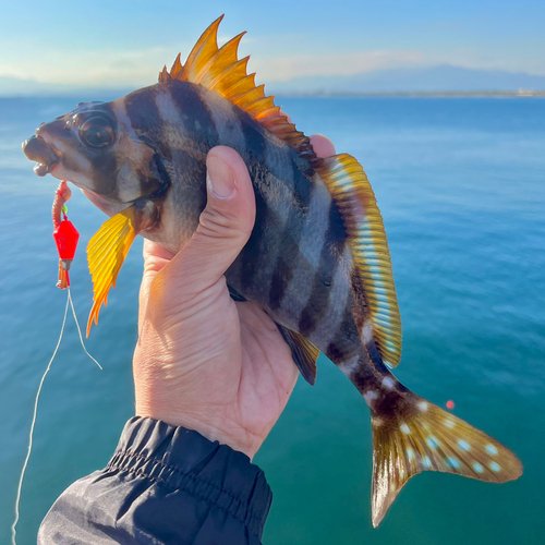 タカノハダイの釣果