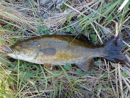 スモールマウスバスの釣果