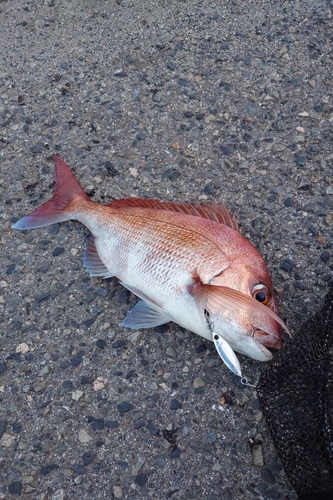 マダイの釣果