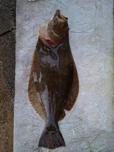 ヒラメの釣果