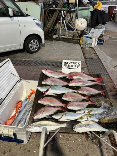 マダイの釣果