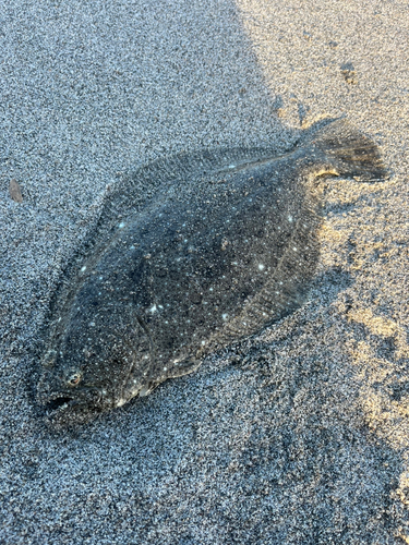 ソゲの釣果