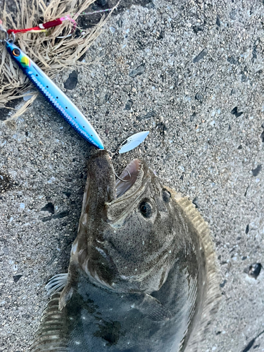 ヒラメの釣果