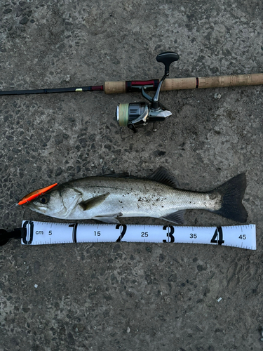 シーバスの釣果