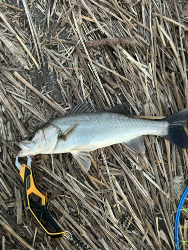 フッコ（マルスズキ）の釣果