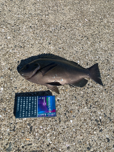 メジナの釣果