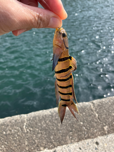 狩留家海浜公園