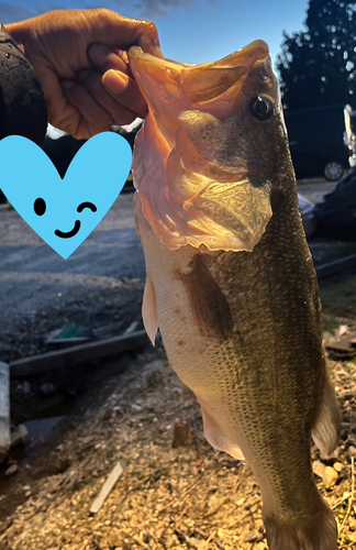 ブラックバスの釣果