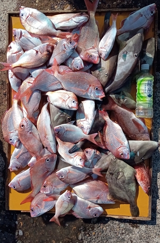 ハナダイの釣果