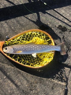 アメマスの釣果