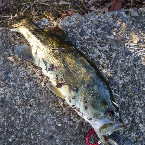 ブラックバスの釣果