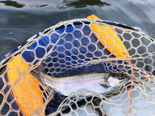 ニジマスの釣果