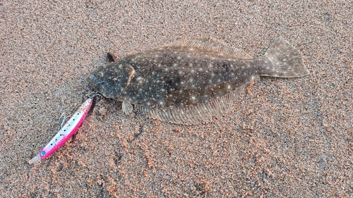 ソゲの釣果