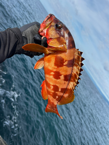 アカハタの釣果