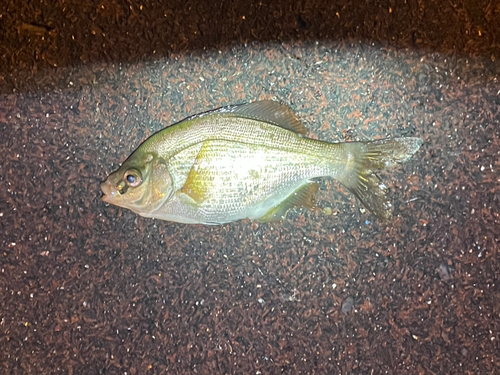 ウミタナゴの釣果