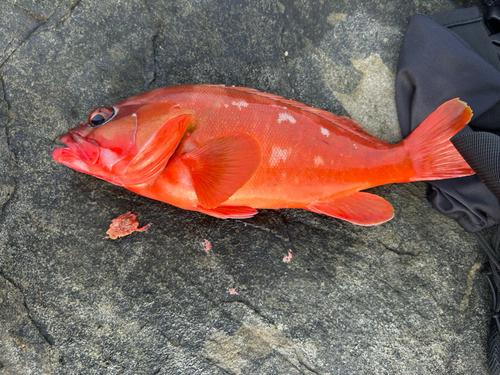 アカハタの釣果