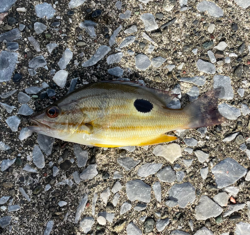 クロホシフエダイの釣果