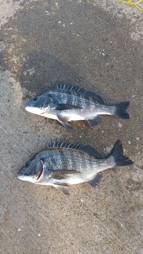 チヌの釣果